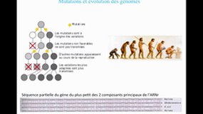 L1 SPS_UE9.S2-C4 Réplication du génome - Evolution des génomes