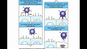 M1BS_UE9.S2-A13 Réponse immune adaptative (4)