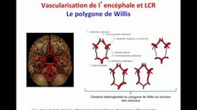 PACES_UE5-A16 Vascularisation, LCR et protection